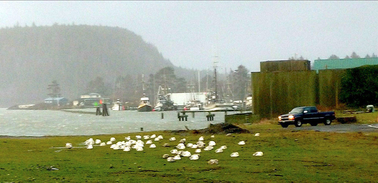 During high tide last Thursday, La Push saw the mouth of the Quileute River push over its banks. Storming caused boats in the Quileute Harbor Marina to rock in their berths. The breakwater to protect the harbor was overrun by larger waves. In the foreground, seagulls huddle on the ground with their faces toward the wind. (Zorina Barker/for Peninsula Daily News)