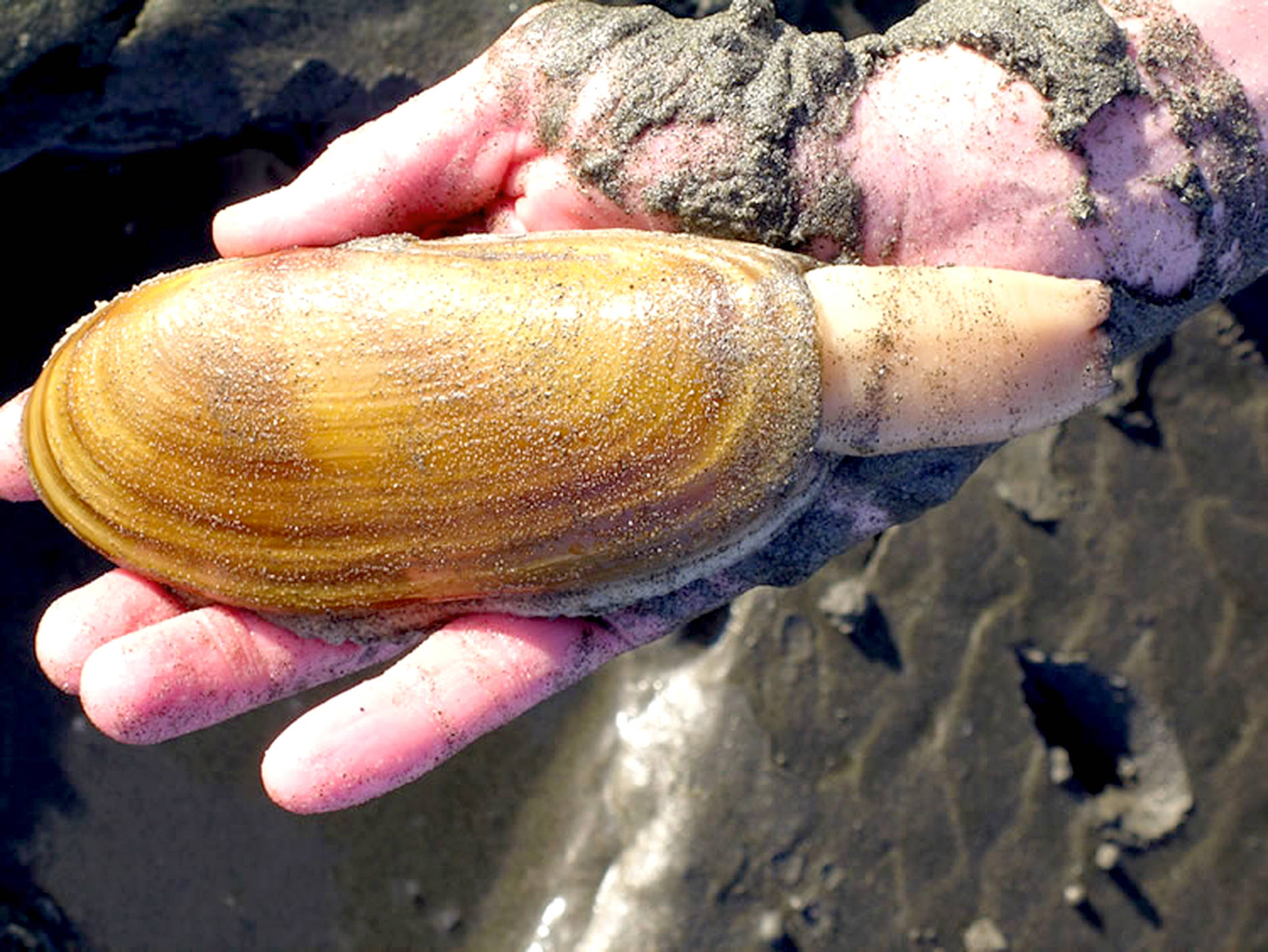 Washington Fish and Wildlife                                Razor clams digs are open this weekend and next week in the Mocrocks, Copalis and Twin Harbor areas.