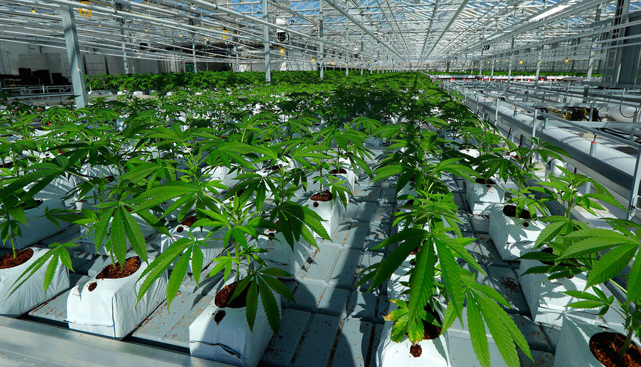 Marijuana plants grow in a tomato greenhouse being renovated to grow pot in Delta, B.C. (The Associated Press)