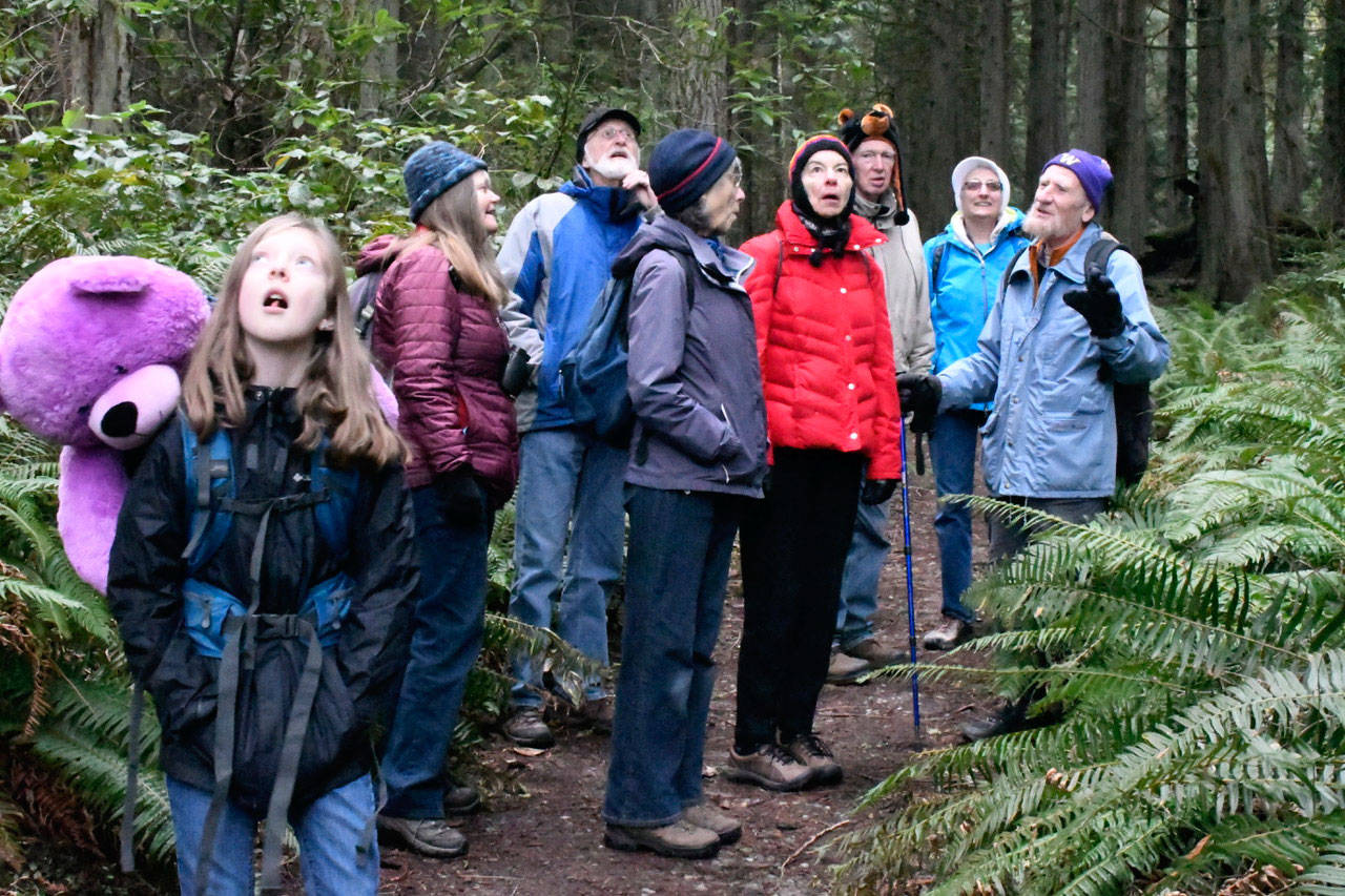 Fred Weinmann, right, past president of the Olympic Peninsula chapter of the Native Plant Society, explains the medicinal properties of certain trees during a New Year’s Day “Teddy Bear Hike” at Old Fort Townsend State Park near Port Townsend. Members were asked to bring a bear on the hike. Some wore them while others had them in packs or in pockets. (Jeannie McMacken/Peninsula Daily News)