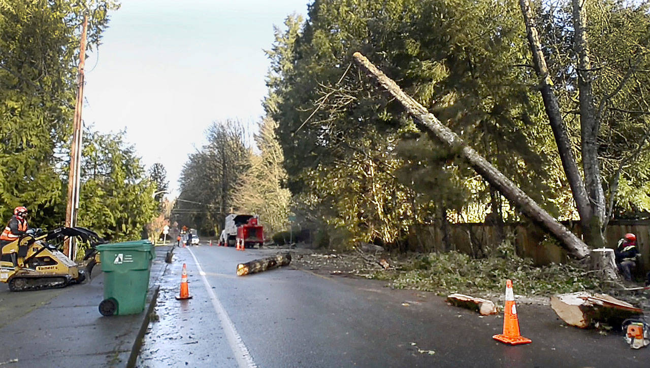 A crew from Ron’s Stump Removal Tree Service works to remove several large storm-damaged trees along Cain Road in Olympia on Monday as the cleanup from the regional weekend windstorm continued. (Steve Bloom/The Olympian via AP)