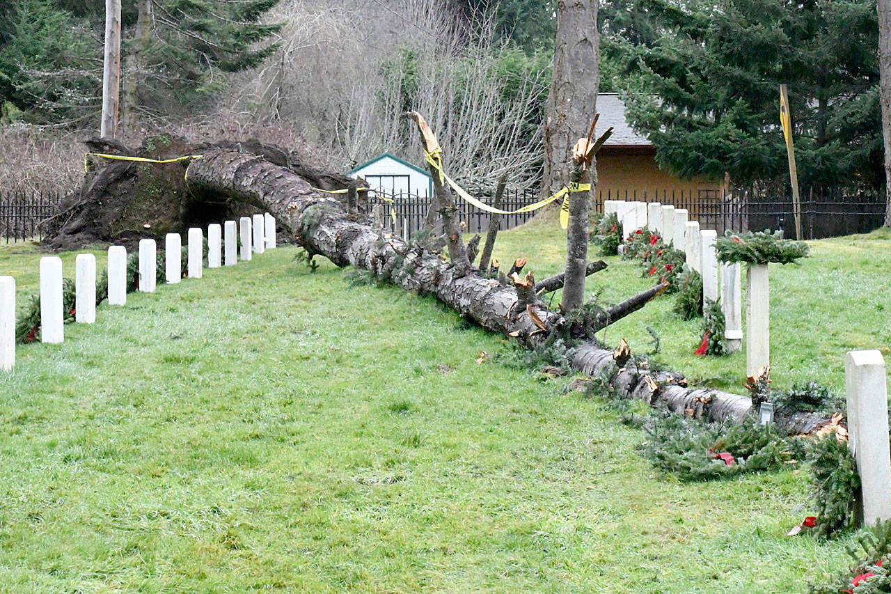 During the Dec. 20 windstorm that blew through Port Townsend, a 60-foot Douglas fir became uprooted and crashed into the Fort Worden Military Cemetery on Spruce Street. Several headstones were damaged. (Jeannie McMacken/Peninsula Daily News)