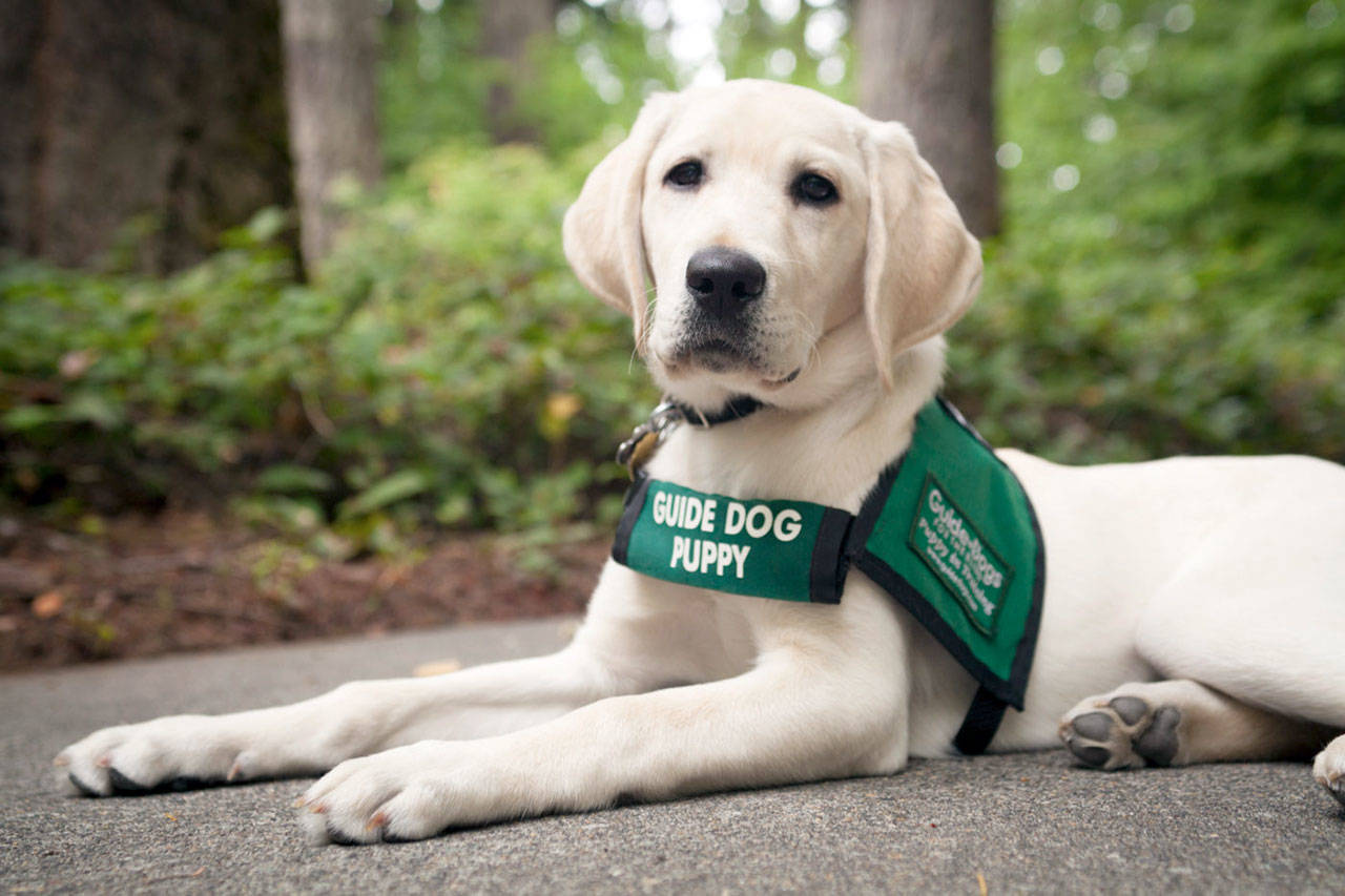 Training puppies topic of lecture | Peninsula Daily News