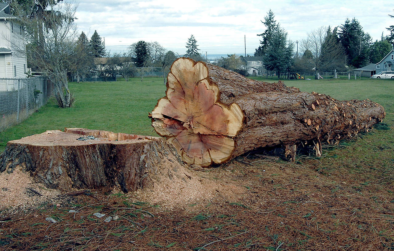The trunk and stump of a felled sequoia tree sits at Lions Park in Port Angeles on Thursday after it was taken down by the city Jan. 3. (Keith Thorpe/Peninsula Daily News)