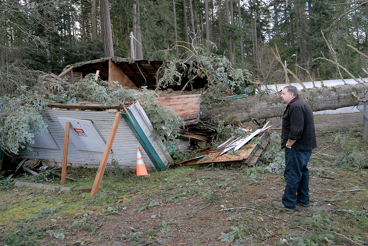Tom Morse of the Port Angeles Parks and Recreation Department on Tuesday looks at a storage building that was crushed by a fallen tree during a windstorm that raked portions of the North Olympic Peninsula on Dec. 14. (Keith Thorpe/Peninsula Daily News)