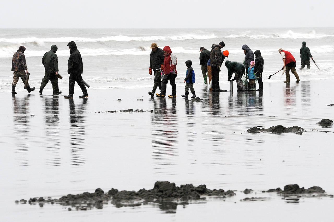 Lonnie Archibald/for Peninsula Daily News Razor clam diggers had a tough time finding clams on the first day of a two-day opening at Kalaloch in 2017, the last time digs were held on the beach.
