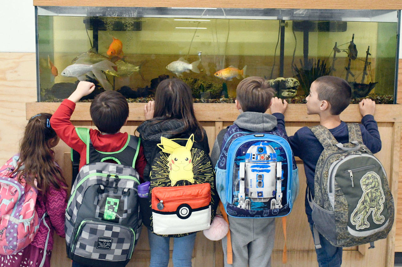 Salish Coast Elementary School in Port Townsend features a large fish tank positioned at the entrance to the building. Students check out the fish as they make their way to class. (Jeannie McMacken/Peninsula Daily News)