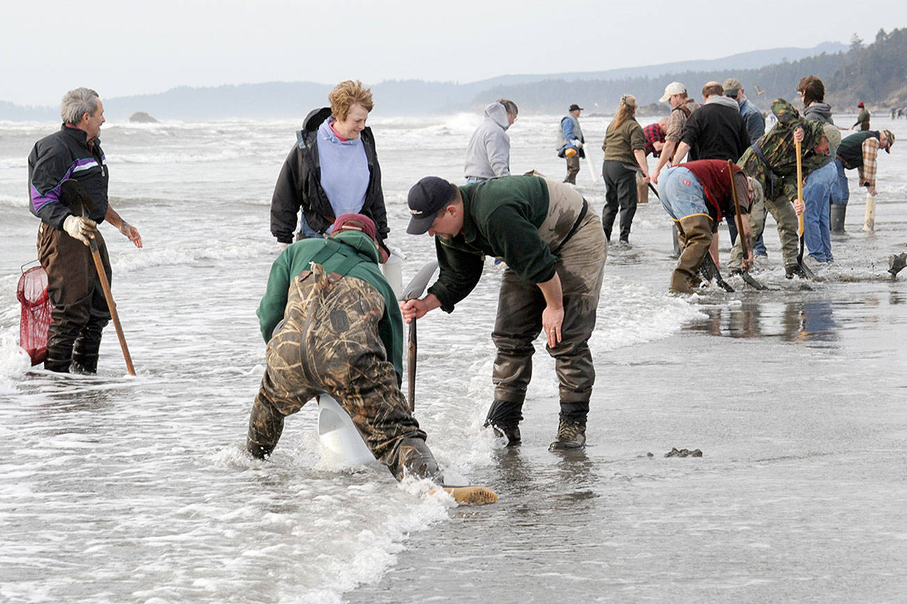 Government shutdown leads to cancellation of Kalaloch razor clam digs