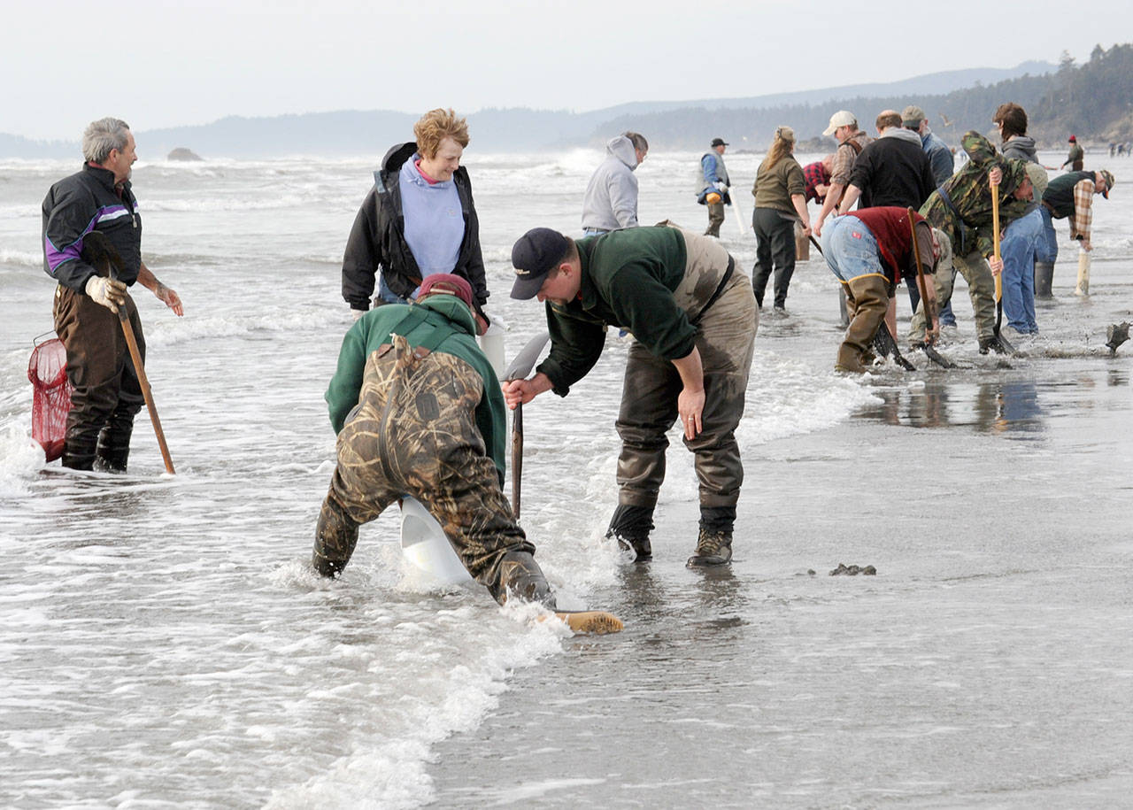 &lt;strong&gt;Lonnie Archibald&lt;/strong&gt;/for Peninsula Daily News                                Kalaloch clam diggers are pictured in March 2010. The state Department of Fish & Wildlife canceled scheduled digs this year at the behest of Olympic National Park.