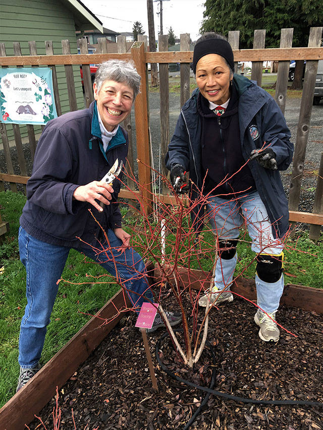 Clallam County Master Gardeners Jeanette Stehr-Green, left, and Audreen Williams will discuss and demonstrate blueberry pruning at the Fifth Street Community Garden on Thursday.