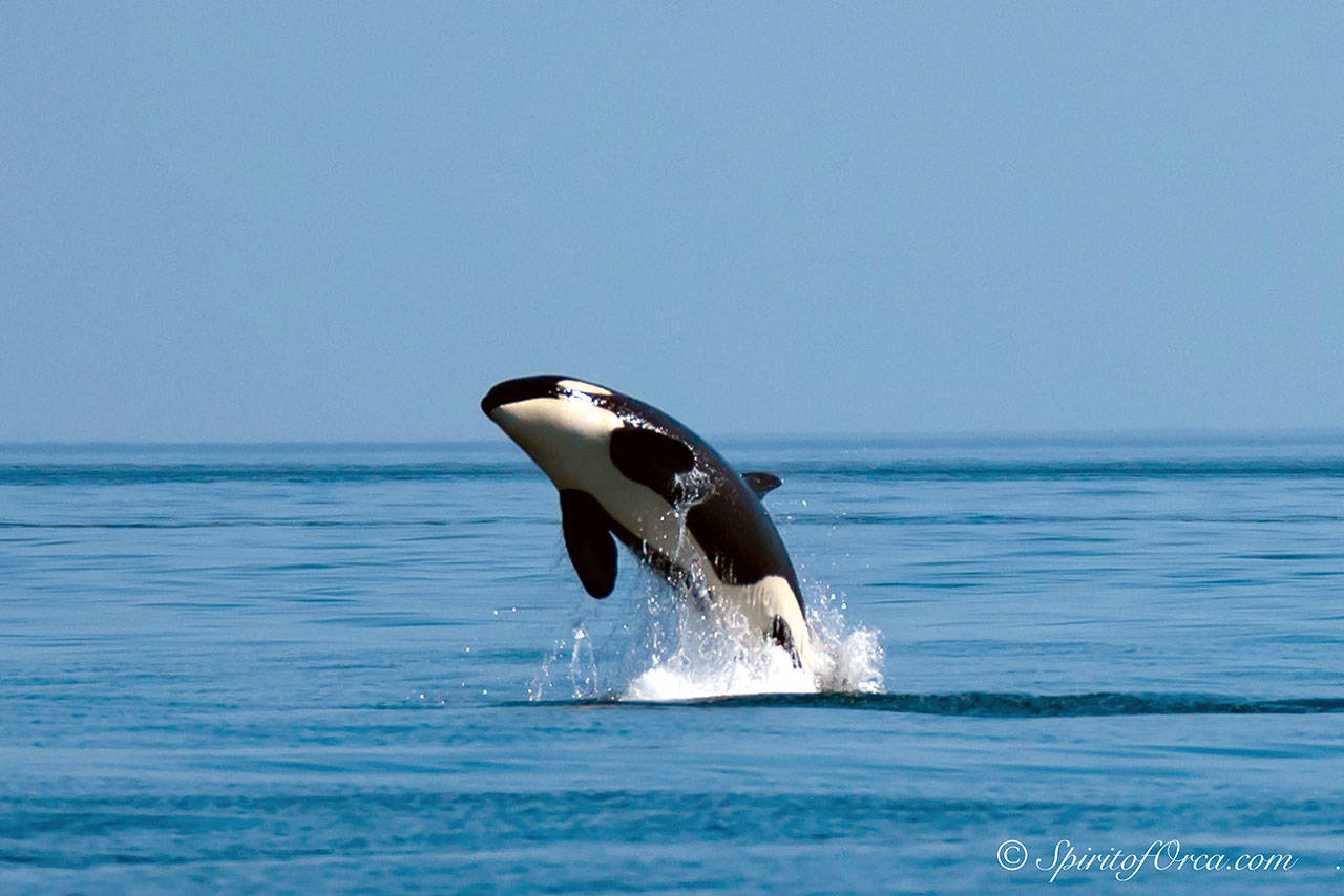 The Southern Resident orca population has dropped to just 74 individuals. The Southern Resident Orca Task Force aims to increase it to 84 over the next decade. (Ken Rea, SpiritofOrca.com, courtesy of Washington State Department of Fish & Wildlife)