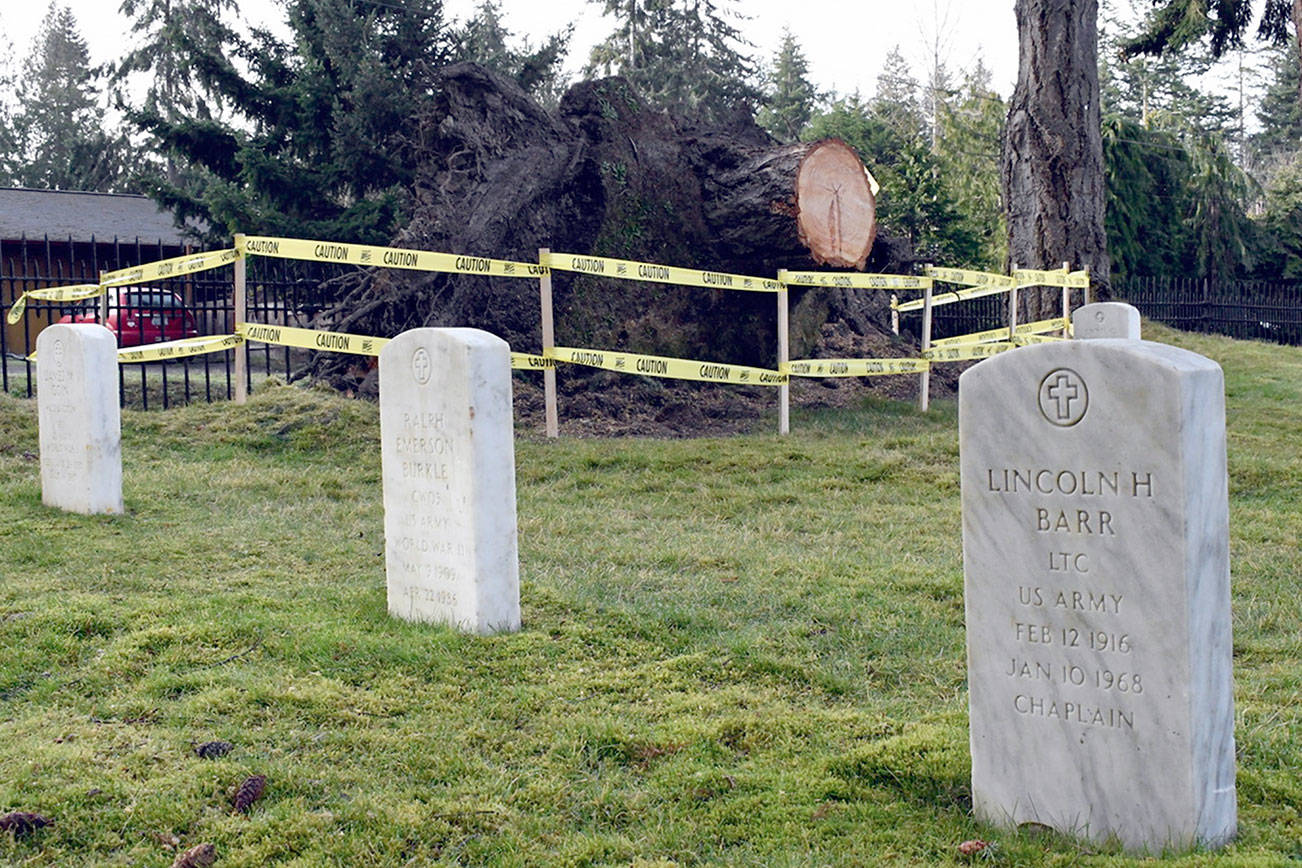 Fallen tree removed from Port Townsend military cemetery