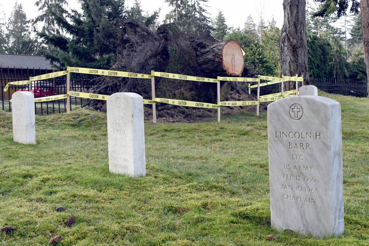 A 12-foot rootball is all that remains of the Douglas fir that fell in the Fort Worden Military Cemetery last month during a windstorm. Joint Base Lewis McChord officials said it will be removed in the next few weeks. They are assessing the cemetery’s remaining perimeter firs that most likely will be removed because of the hazard they pose to the site. (Jeannie McMacken/Peninsula Daily News)