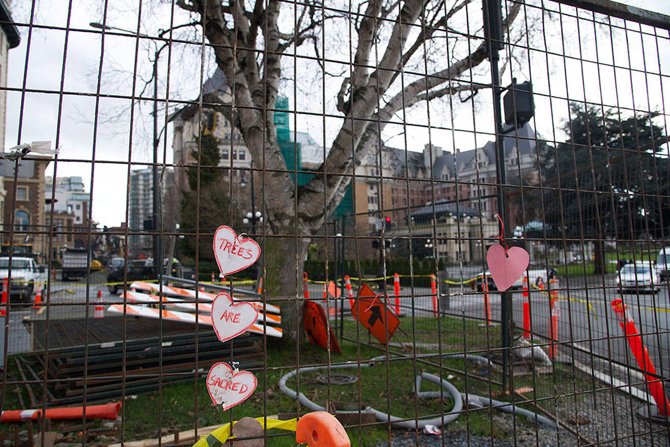 Residents push back on downtown Victoria tree removal
