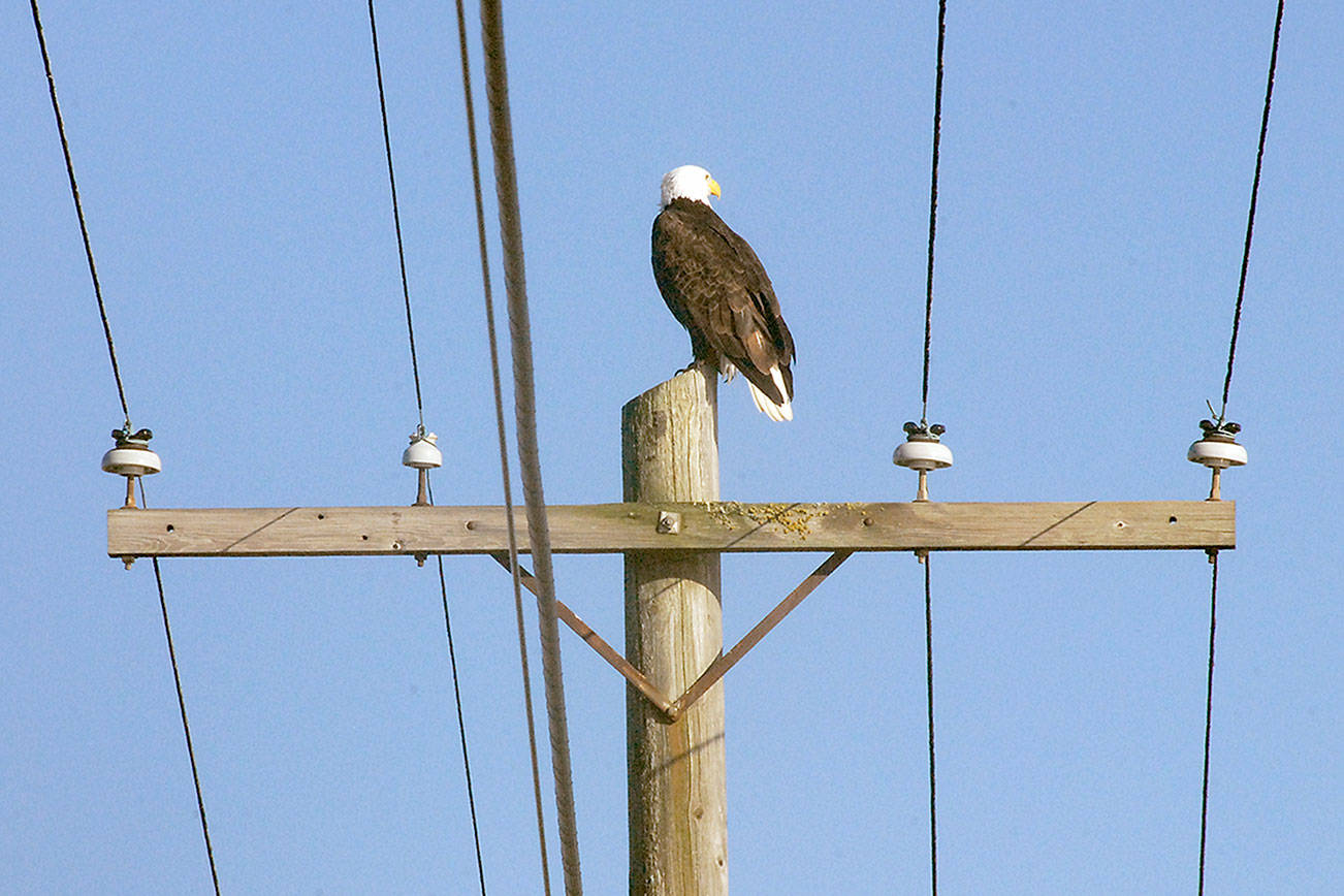 PHOTO: Eagle-eye view in Port Angeles