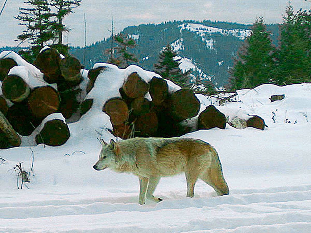 This December remote camera file photo provided by the Oregon Department of Fish and Wildlife shows the breeding female of the Walla Walla Pack in northern Oregon’s Umatilla County. (Oregon Department of Fish and Wildlife via AP)