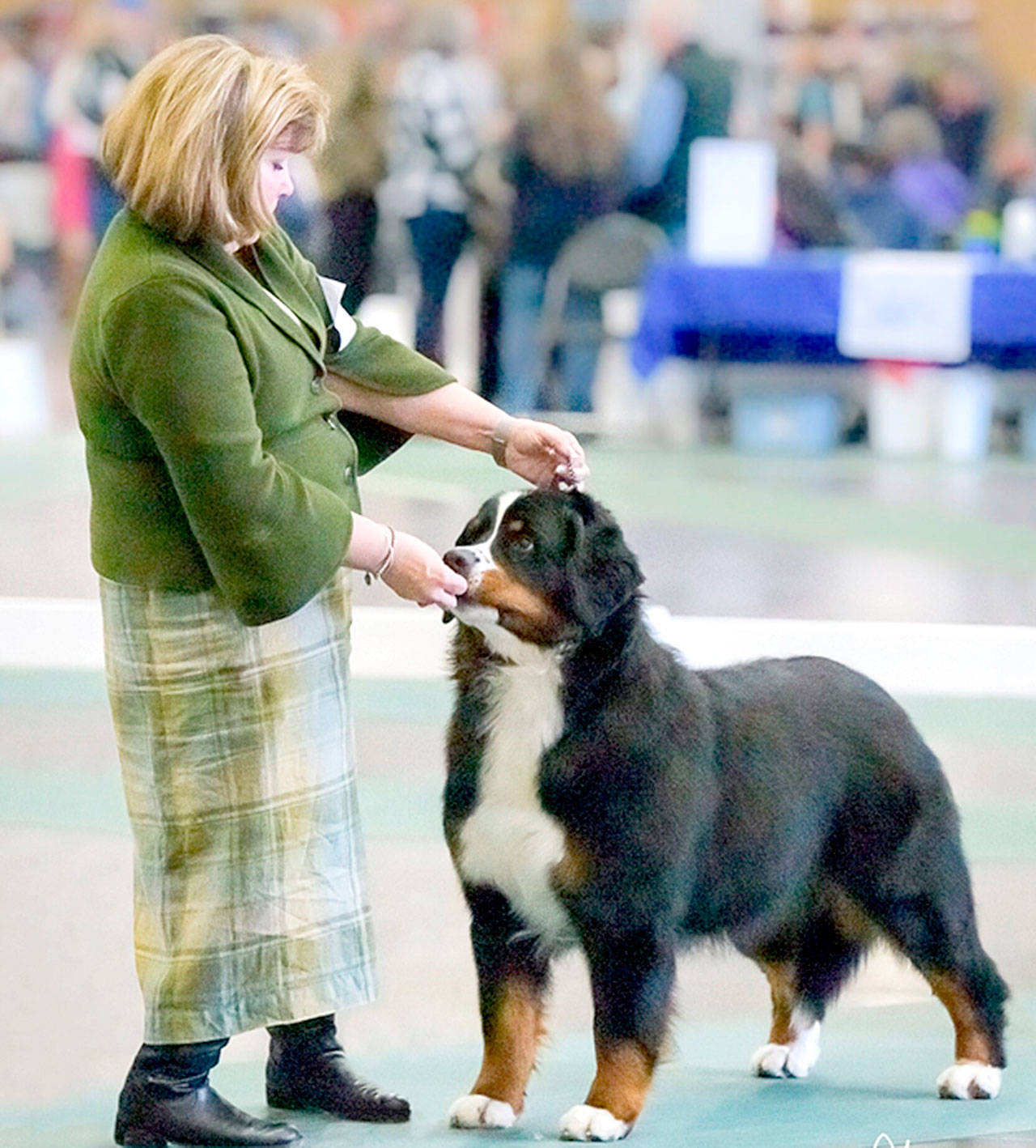 Westminster Dog Show Olympic Peninsula Dogs Hit The Big Stage Monday And Tuesday Peninsula Daily News