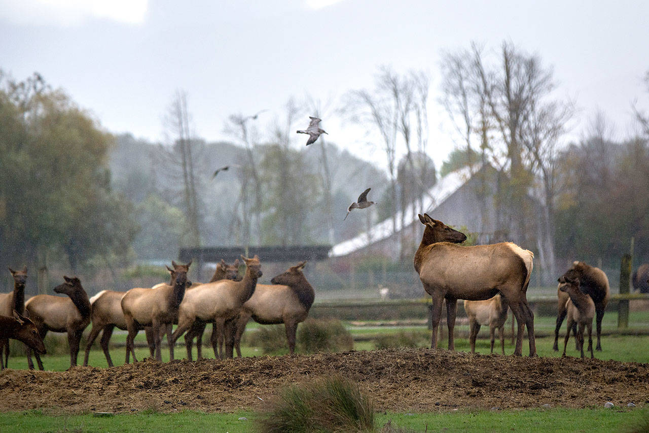 Elk stand in a field at the Olympic Game Farm last fall. (Jesse Major/Peninsula Daily News)