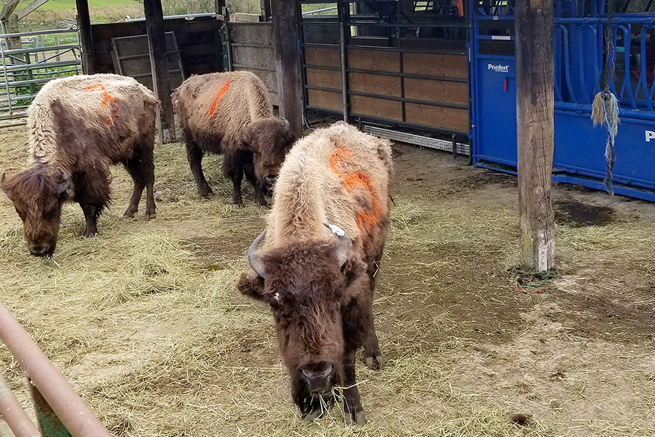 group of buffalo for story slugged: bison herd rescued
