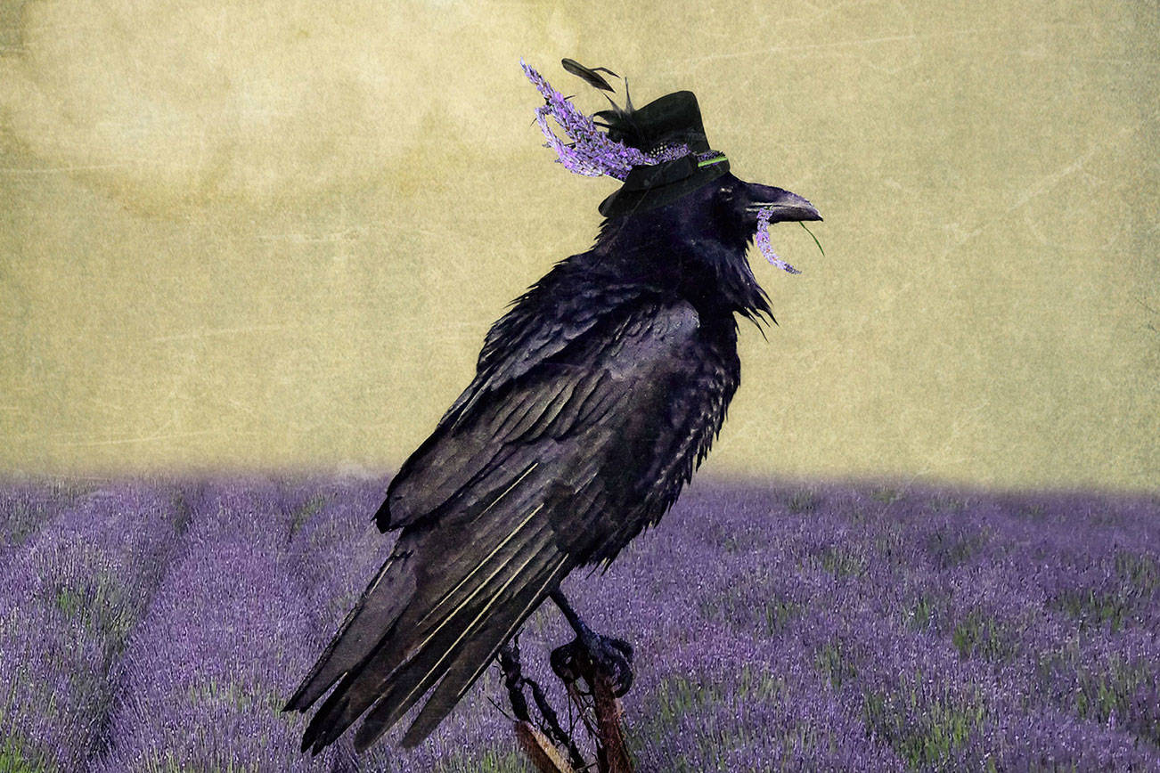 Composite image selected for Sequim Lavender Festival