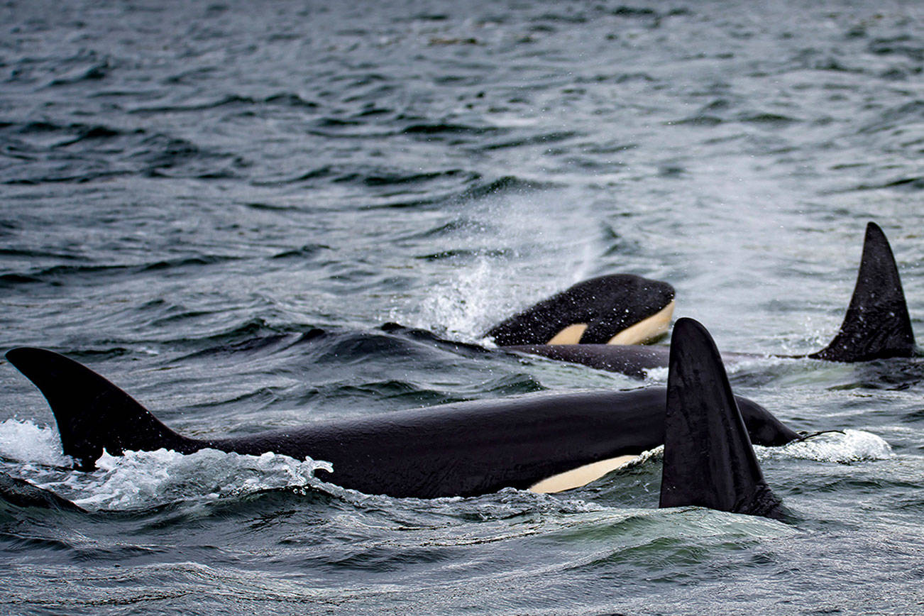 Lawmakers propose new watercraft restrictions to aid Southern Resident orcas
