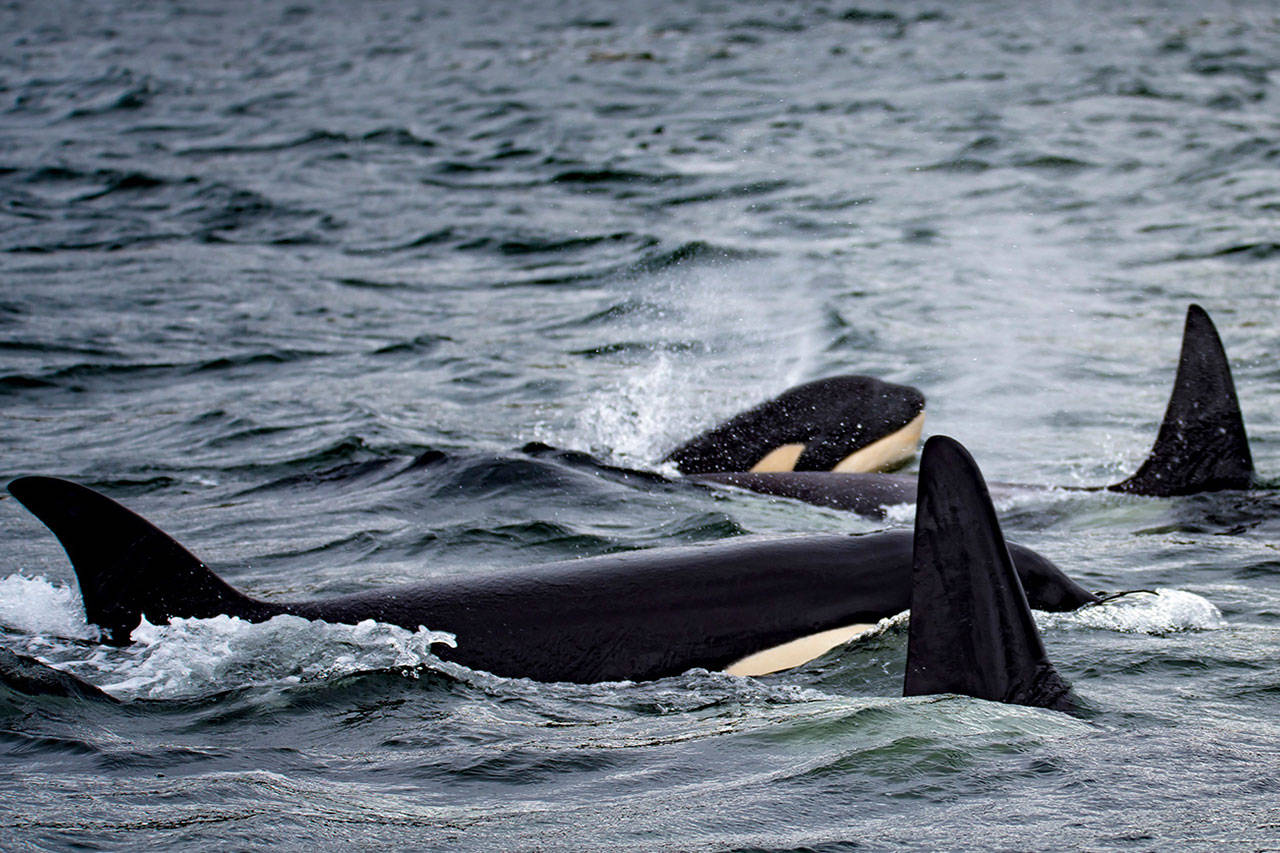 Puget Sound’s Southern Resident orcas, who use echo-location to find food, would be protected by a new speed limit for vessels approaching the endangered species. (Ken Rea/SpiritofOrca.com)