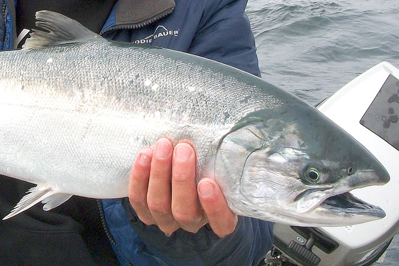 OUTDOORS: Summer/fall salmon seasons beginning to take shape, could be a good year for coho