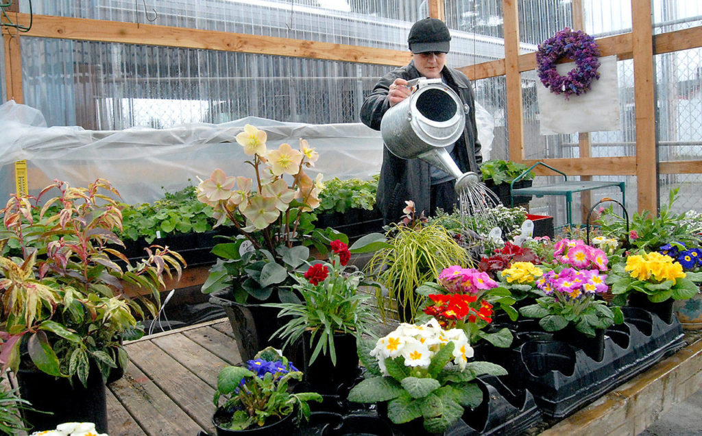 PHOTO Showers bring greenhouse flowers in Port Angeles Peninsula