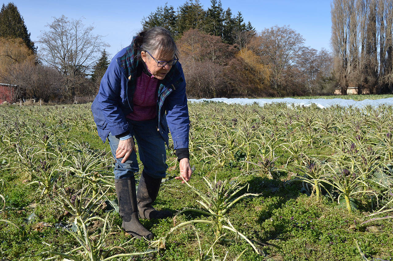 About 10 acres of purple sprouting broccoli and Italian cauliflower were eaten by migrating birds after the recent snowstorm, said Patty McManus-Huber, promotions coordinator for Nash’s Organic Produce. Matthew Nash/Olympic Peninsula News Group