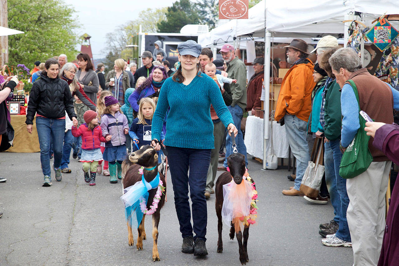 The Port Townsend Farmers Market kicks off with an annual goat parade. The tradition has been an opening day staple since the market moved uptown in 2003. (Jefferson County Farmers Market)                                Last year’s Port Townsend Farmers Market kicked off with the annual goat parade. The 2017 farmers market will continue the tradition, which has been an opening day staple since the market moved to its uptown location in 2003. (Jefferson County Farmers Market)
