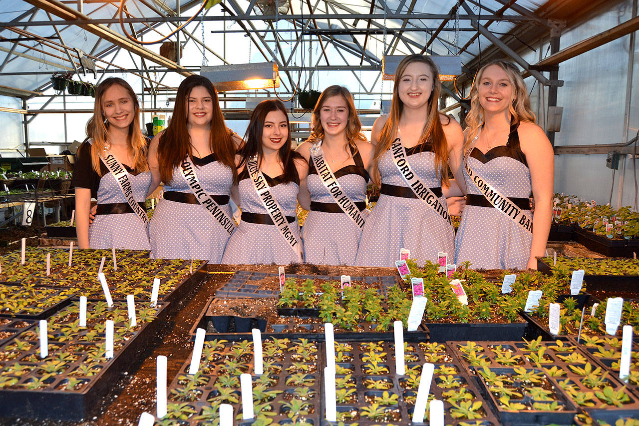 This year’s Sequim Irrigation Festival royalty candidates are, from left, Erin Rosengren, Ana Benitez, Kjirstin Foresman, Emily Silva, Brianna Cowan and Shelby Wells. (Matthew Nash/Olympic Peninsula News Group)