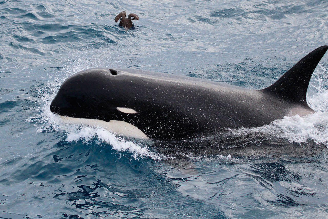 Scientists find different kind of orca off Chile | Peninsula Daily News