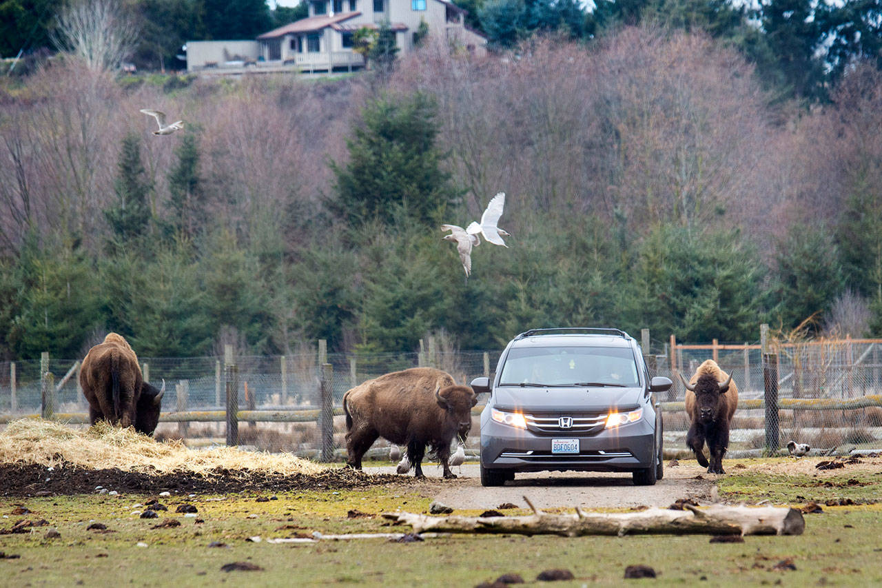 A vehicle makes its way through the Olympic Game Farm in Sequim on Monday. The game farm is the subject of a lawsuit that alleges it does not properly care for its animals. (Jesse Major/Peninsula Daily News)