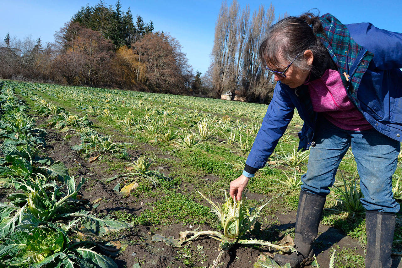 After migrating birds ate 10 acres of broccoli, cauliflower and kale in February, Patty McManus-Huber, promotions coordinator for Nash’s Organic Produce, started a gofundme account to help offset some of the losses expected this spring. It has surpassed its goal. (Matthew Nash/Olympic Peninsula News Group)