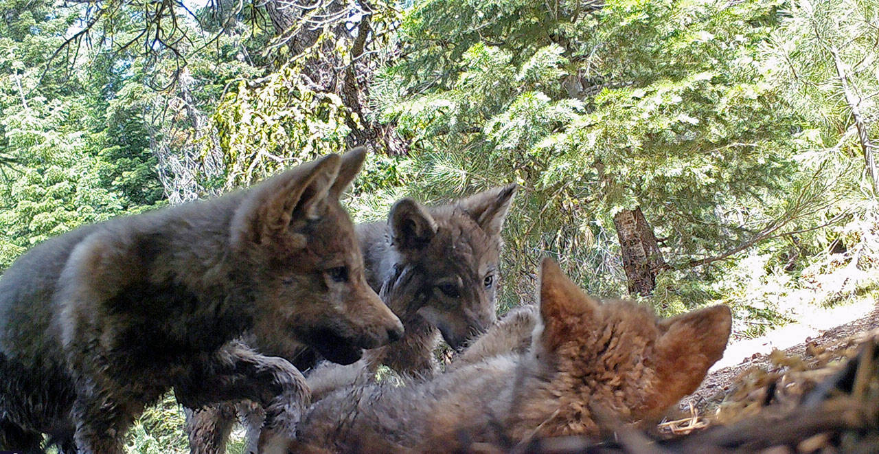 This June 2017 remote camera image released by the U.S. Forest Service shows a female gray wolf and her mate with a pup born in 2017 in the wilds of Lassen National Forest in Northern California. (U.S. Forest Service/via The Associated Press)