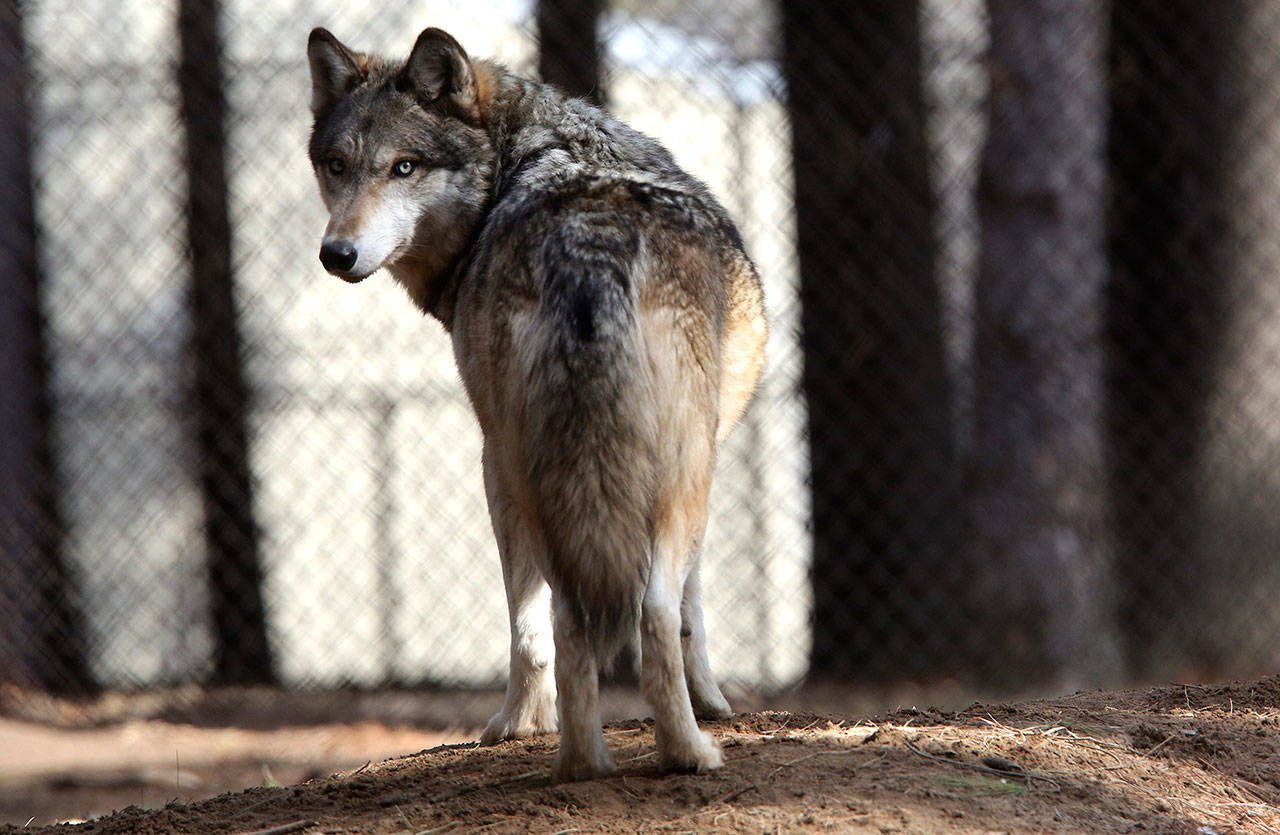 In this April 2018 photo, a gray wolf stands at the Osborne Nature Wildlife Center south of Elkader, Iowa. (Dave Kettering/Telegraph Herald via The Associated Press)