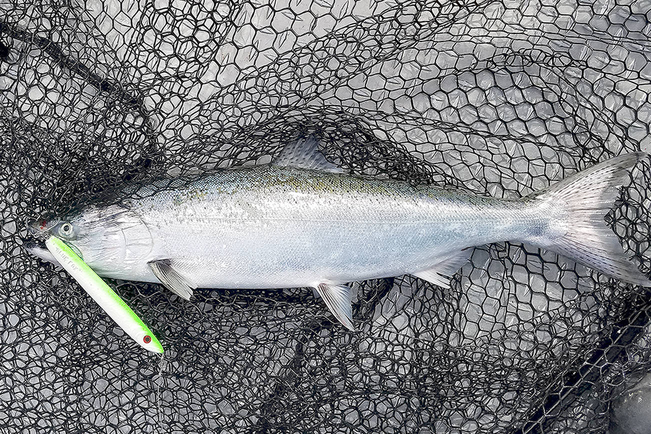 OUTDOORS: Chinook feeding on candlefish near Port Angeles