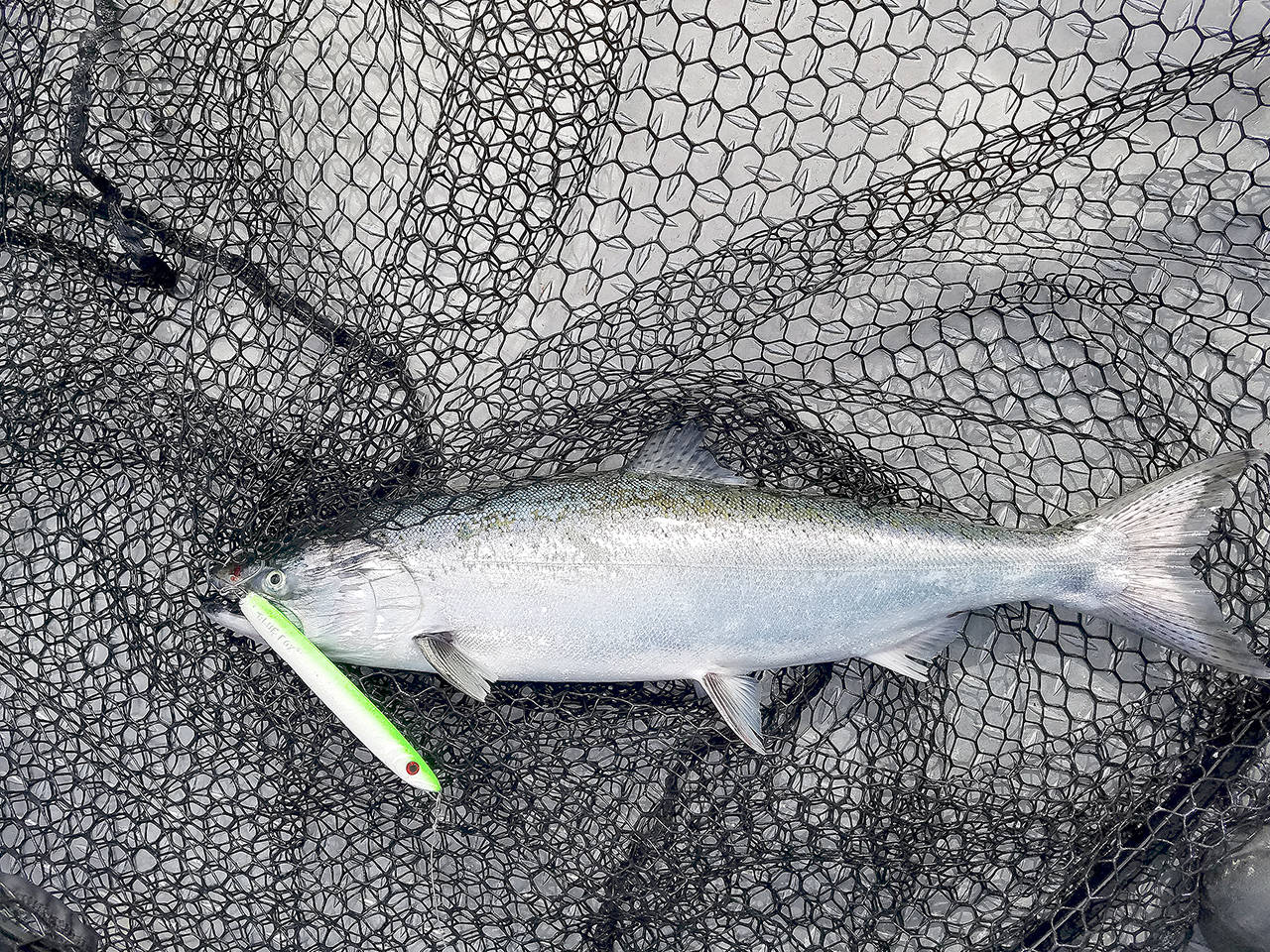 Eric Thomsen Scraped gill plates on this blackmouth chinook caught in 150 to 180 feet of water off Port Angeles likely signify an abundance of burrowing candlefish in area waters.