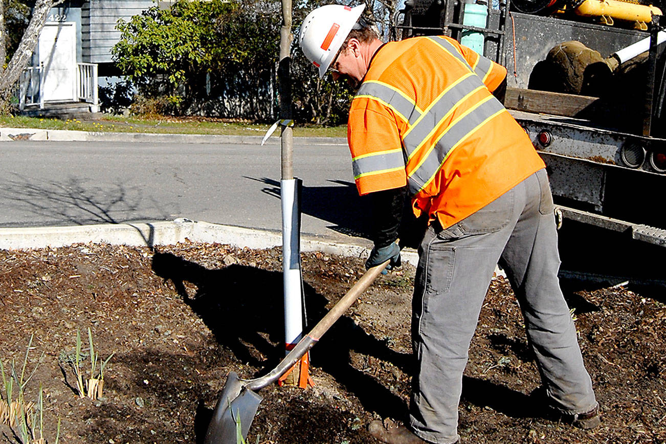 PHOTO: Rain garden starts here; Port Angeles crews plant trees