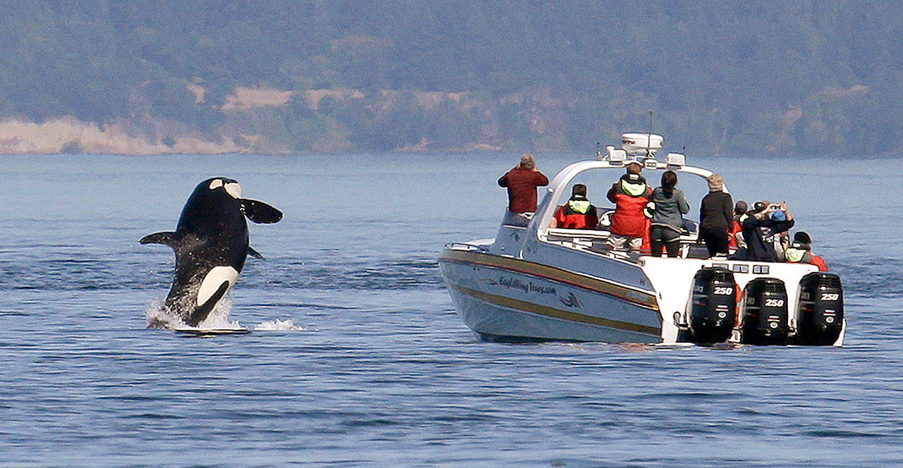 In this file photo, an orca leaps out of the water near a whale watching boat in the Salish Sea near the San Juan Islands. (Elaine Thompson/The Associated Press)