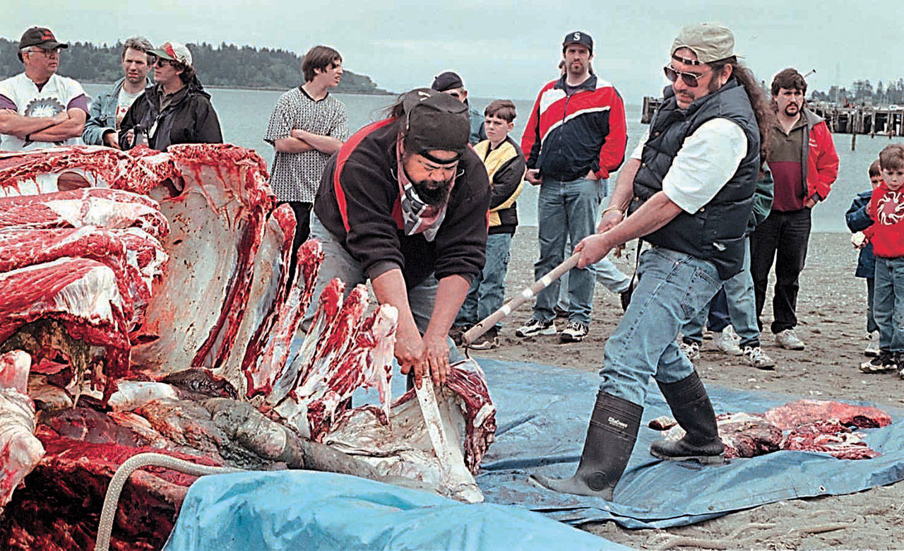 Makah tribal members butcher a gray whale after it was harpooned and towed ashore in Neah Bay in this May 1999 file photo. (Peninsula Daily News)