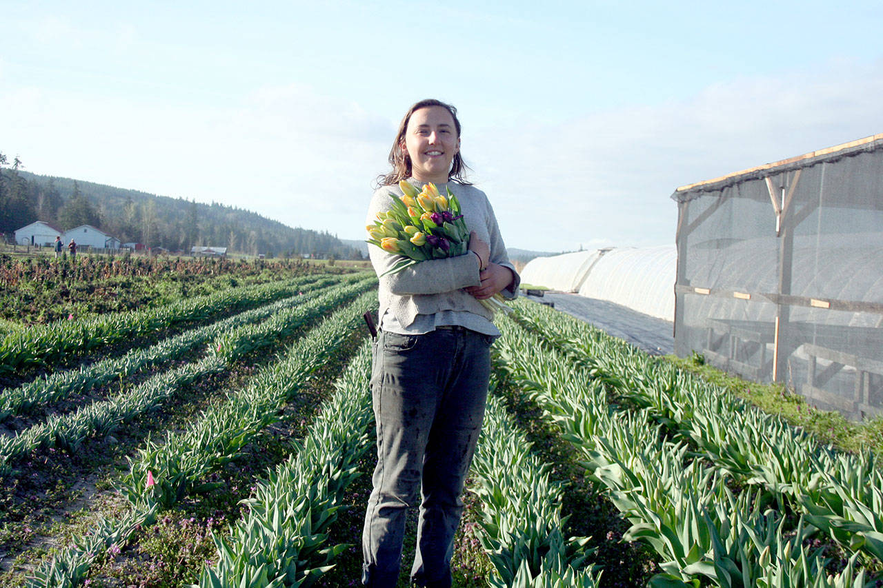 Julia Callahan holds a bouquet of tulips produced at Red Dog Farm in Chimacum. About 30,000 bulbs were planted at the farm last October and will be available throughout the year both at the farm, 406 Center Road, and at the Port Townsend Farmers Market, which opens at 9 a.m. Saturday in Uptown on Tyler Street. (Brian McLean/Peninsula Daily News)