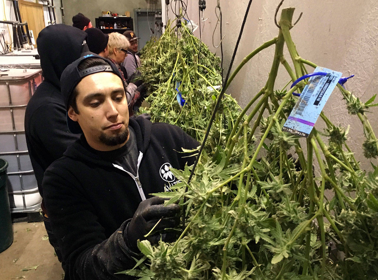 Anthony Uribes processes a marijuana plant with an attached tracking label at Avitas marijuana production facility in Salem, Ore., in 2018. (Andrew Selsky/The Associated Press)