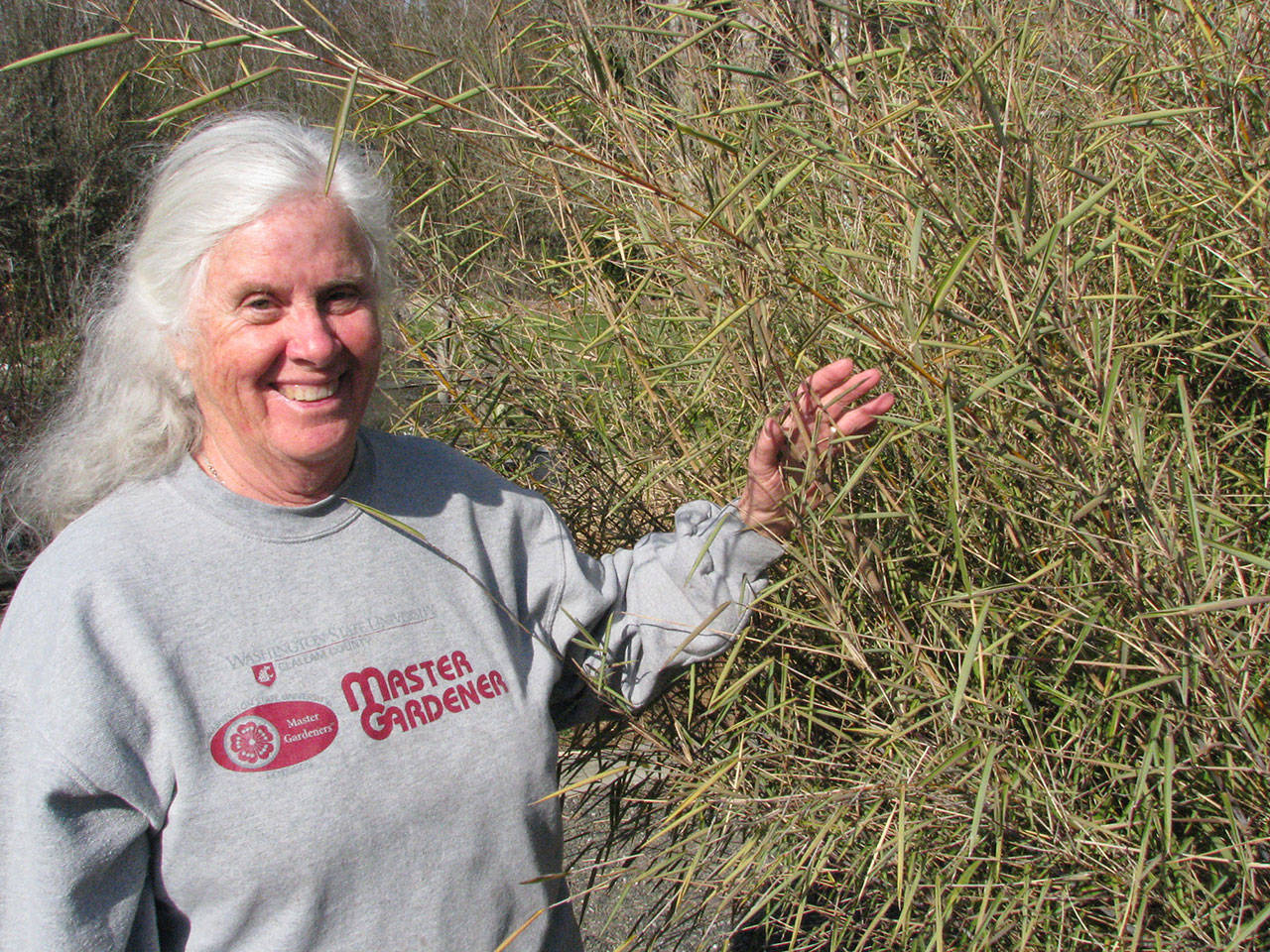 Veteran Master Gardener Janet Oja will discuss bamboo, grasses and sedges at noon today in the county commissioners meeting room of the Clallam County Courthouse. (Amanda Rosenberg)