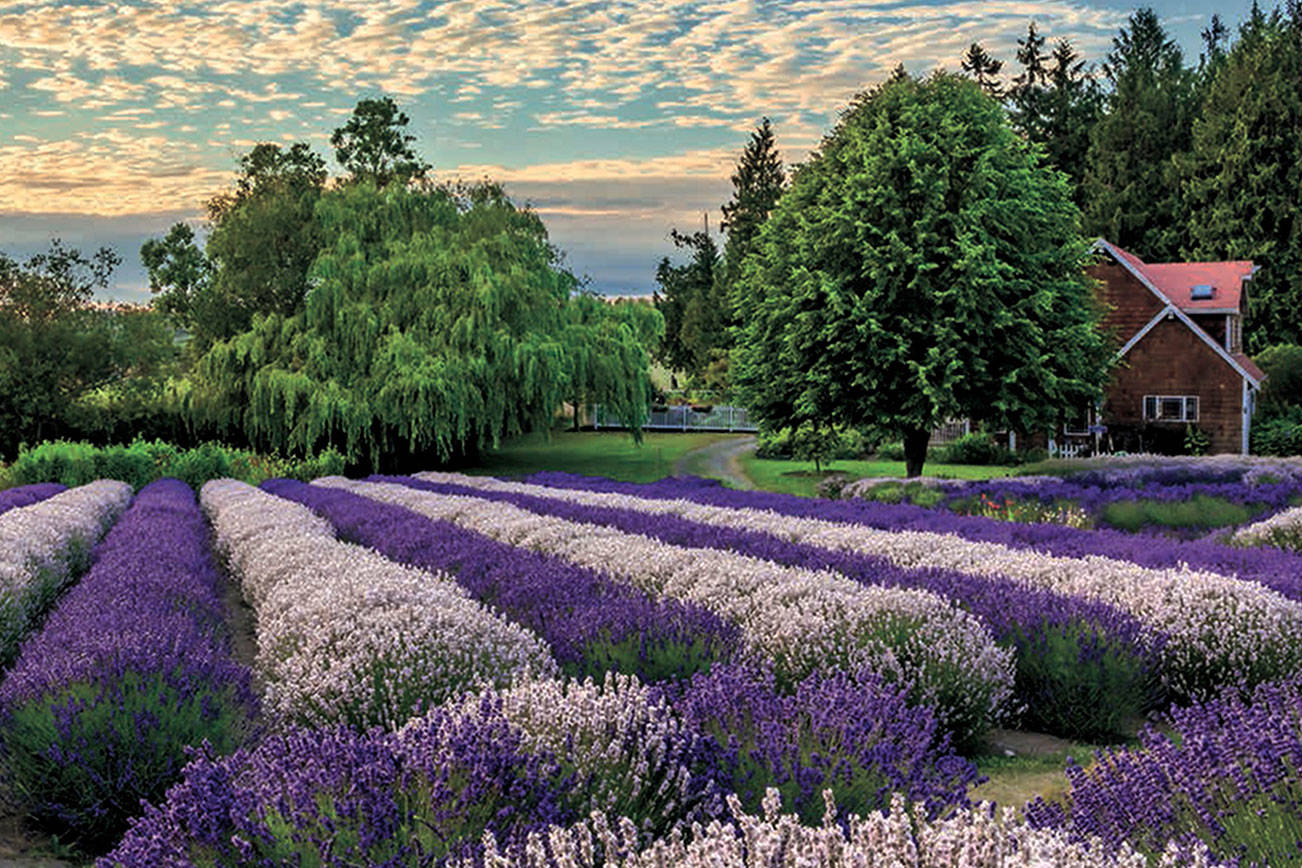 Sequim lavender guide offers information, photos
