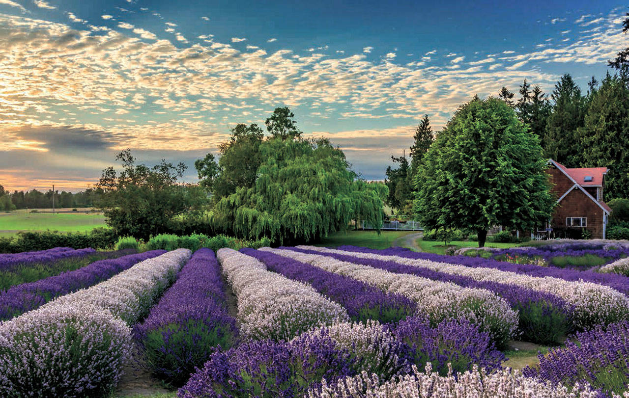 Purple Haze Lavender Farm is one of the many farms featured in The Lavender of Sequim: Americas Provence. Its on sale at Amazon, many local lavender farms and shops, and at local retailers across the area. Photo by Roger Mosley