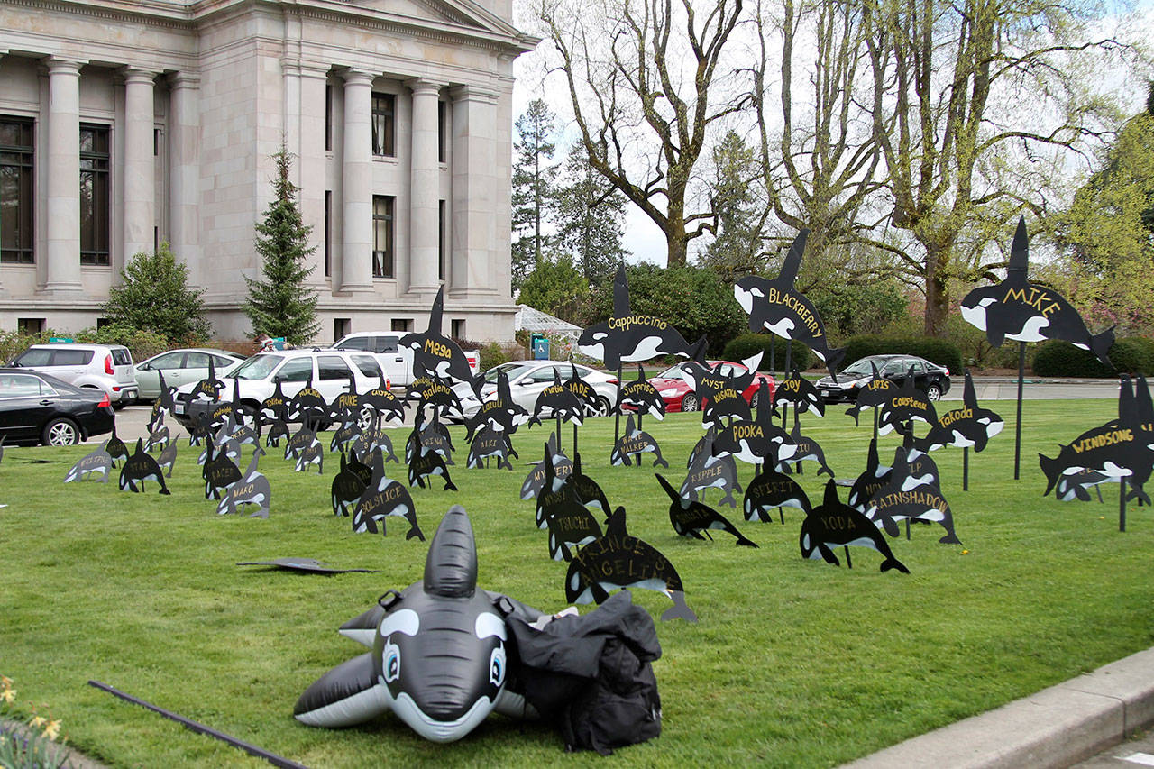 A display put up by the North Olympic Orca Pod at the state Capitol symbolizes the remaining Southern Resident orcas. (Emma Epperly/WNPA Olympia News Bureau)