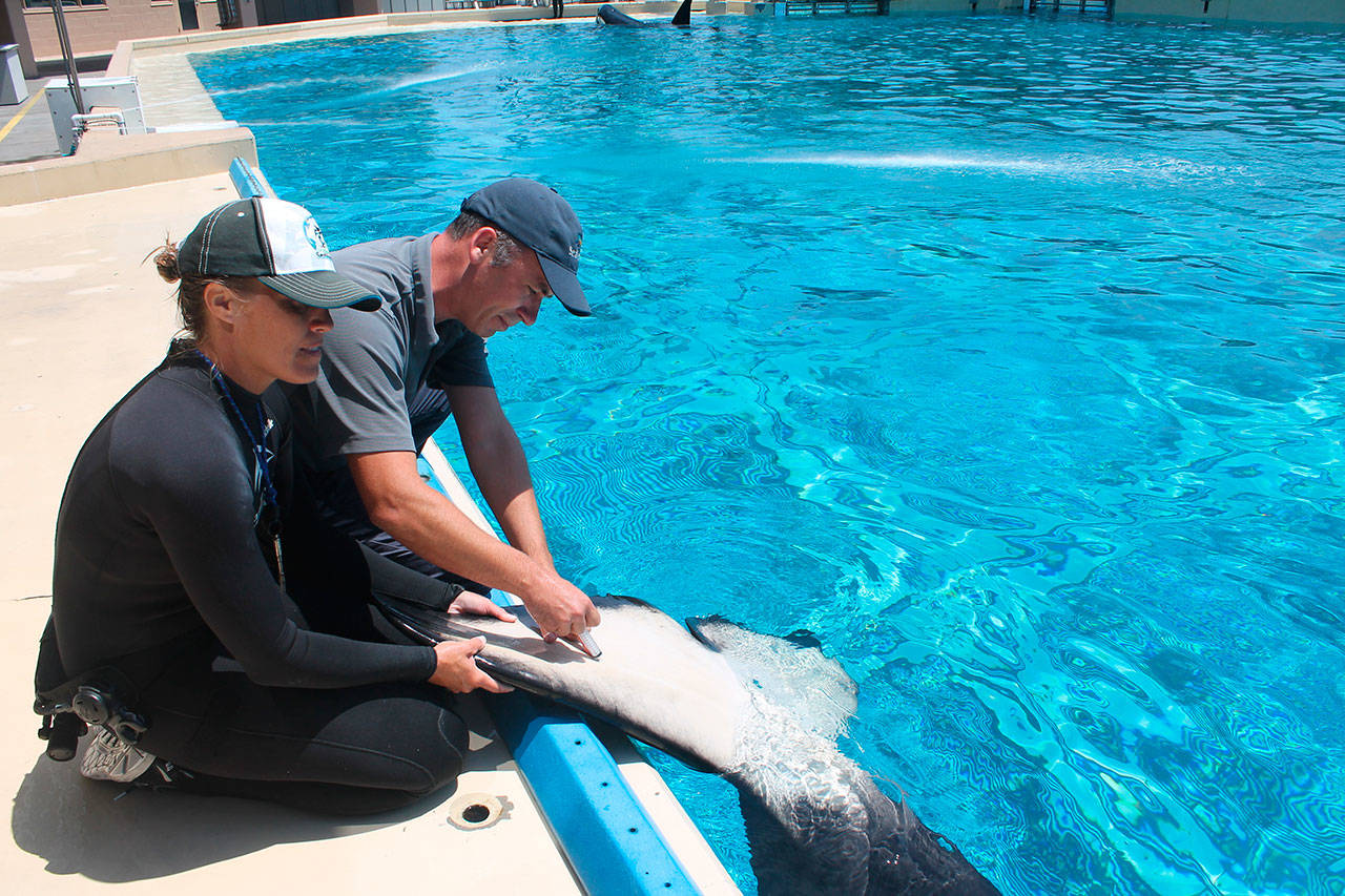 SeaWorld employees Michelle Bridwell, left, senior trainer, holds the fluke of a captive orca whale as Dr. Hendrik Nollens, vice president of Animal Health and Welfare, takes a blood sample from the underside of the whale’s tail at SeaWorld in San Diego, Calif., in March 2016. (SeaWorld Parks & Entertainment via AP)