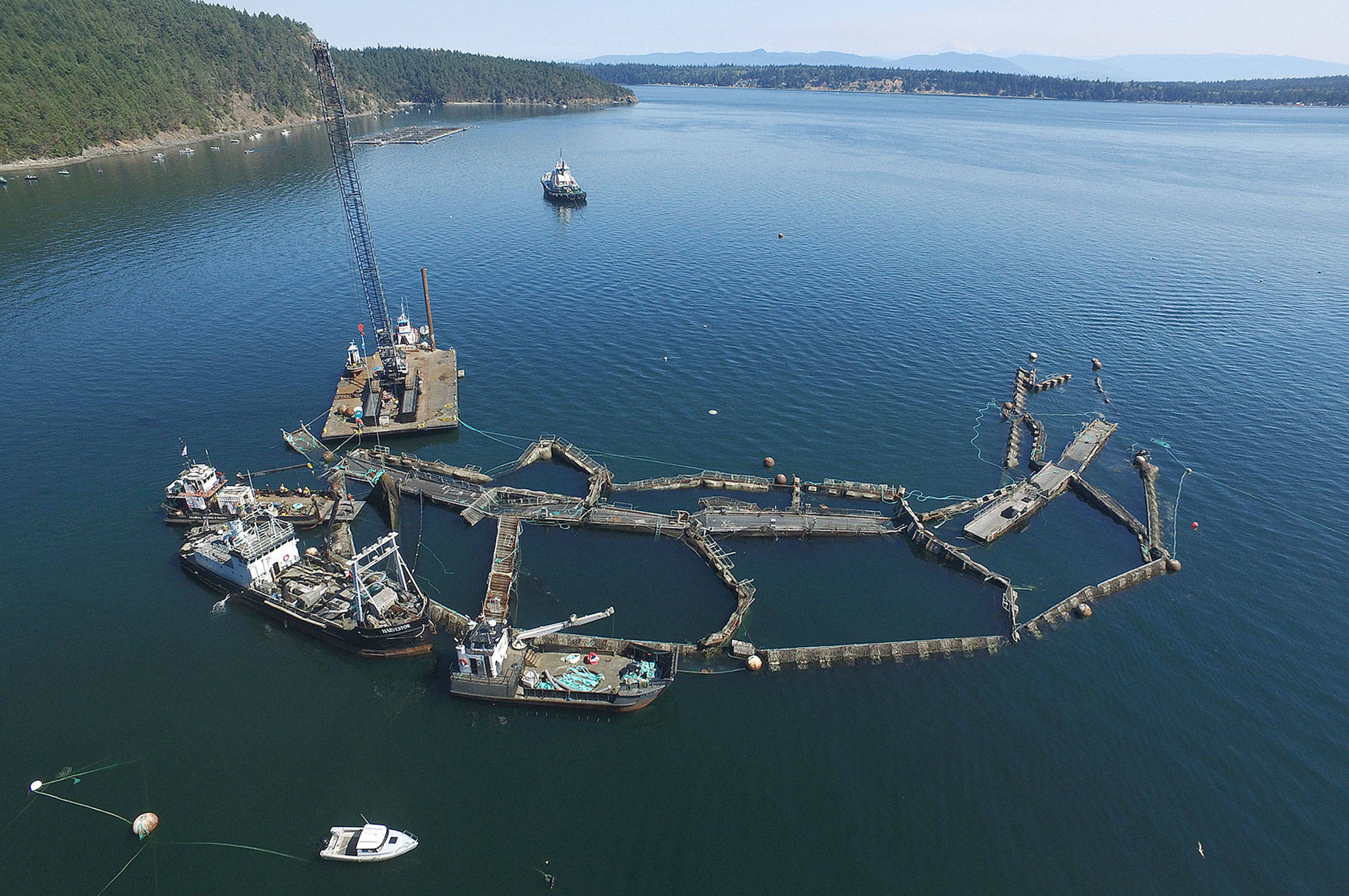 In this Aug. 28, 2017, photo provided by the state Department of Natural Resources, a crane and boats are anchored next to a collapsed net pen used by Cooke Aquaculture Pacific to farm Atlantic salmon near Cypress Island after a failure of the nets allowed the nonnative fish to escape. (David Bergvall/Department of Natural Resources via AP)