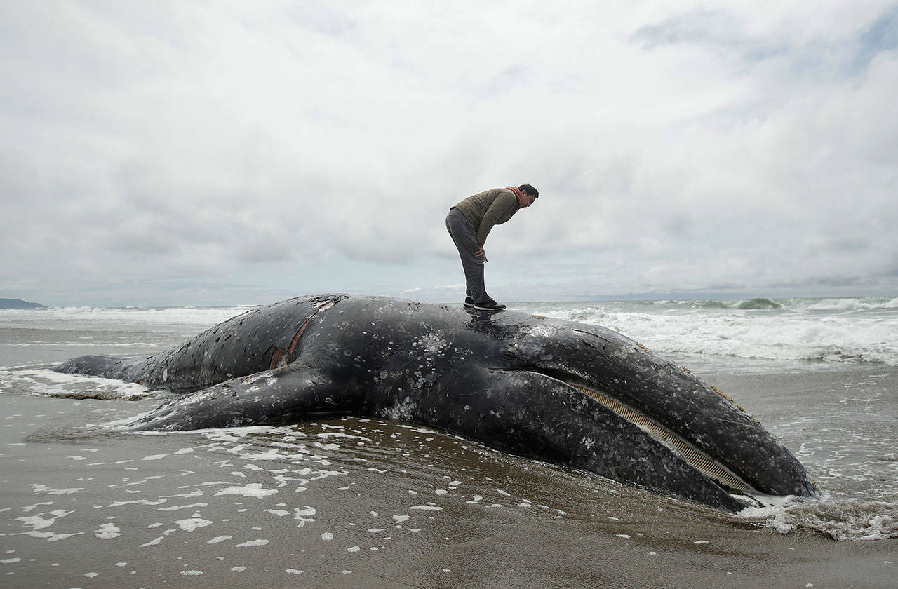 Duat Mai stands atop a dead whale at Ocean Beach in San Francisco on Monday. The Marine Mammal Center plans a necropsy to determine what killed the animal. (Jeff Chiu/The Associated Press)